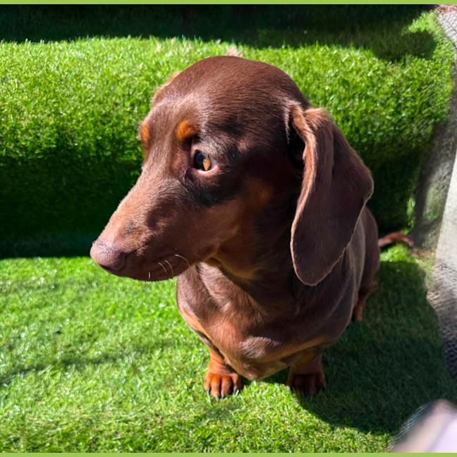 Photo of Ruby