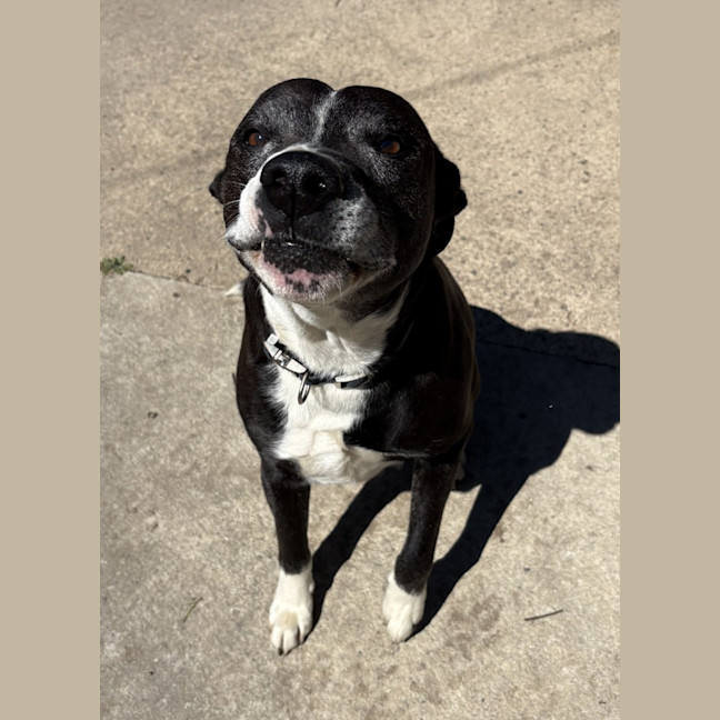 Photo of Toby