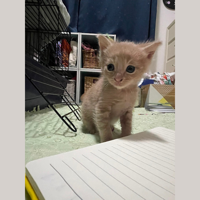 Photo of Hiccup