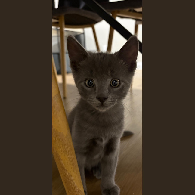 Photo of Alfie