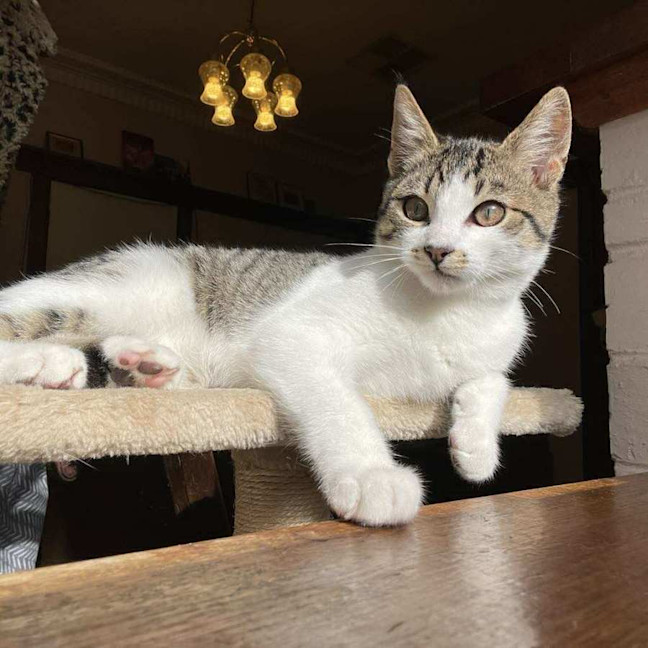 Photo of Mr White   Located In Reservoir