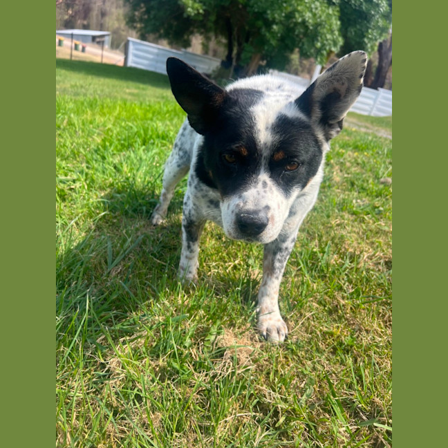 Photo of Bandit