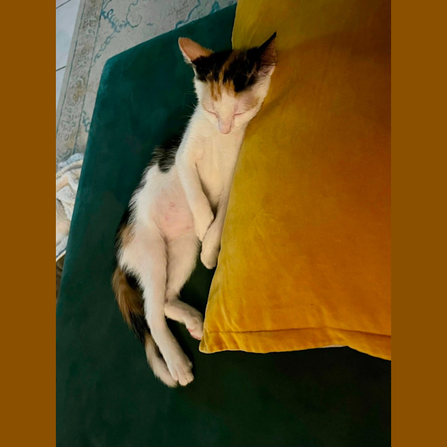 Photo of Penelope
