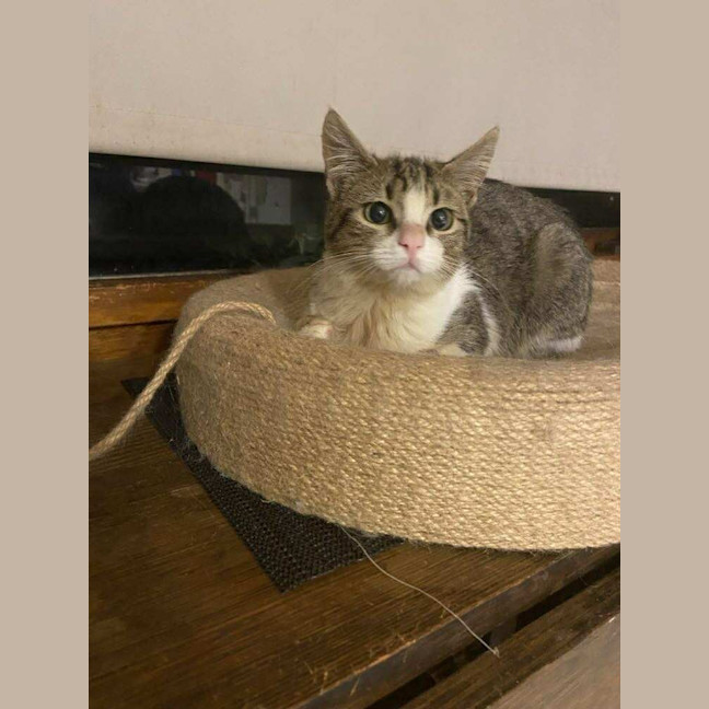Photo of Pancake