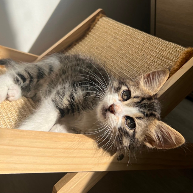 Photo of Tommy 🧸
