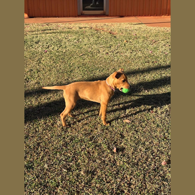 Photo of Sheeba