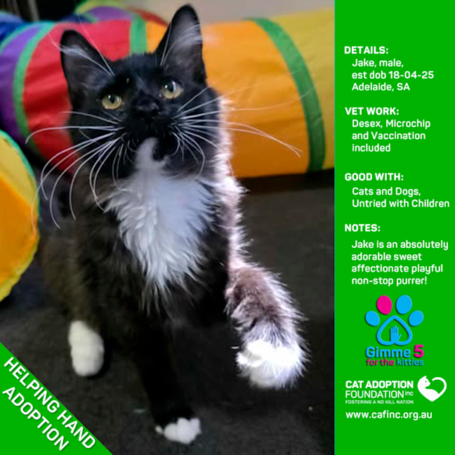 Photo of Helping Hand Adoption   Jake!