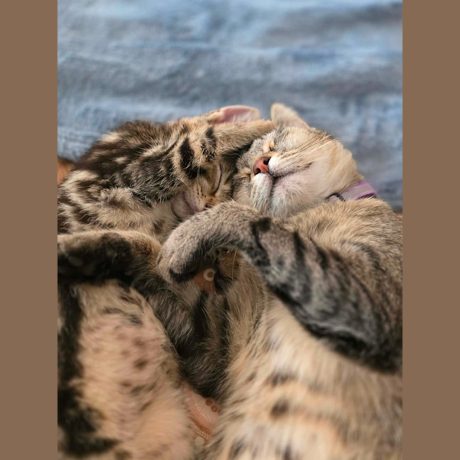 Photo of Lior & Ruel