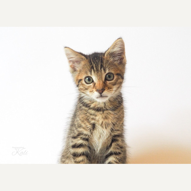 Photo of Paddy
