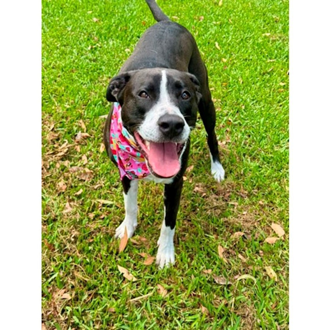 Photo of Jazzie *$150 Adoption Fee*