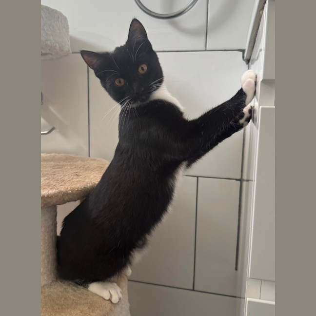 Photo of Tux