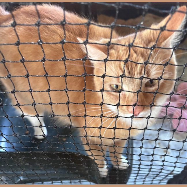Photo of Milo