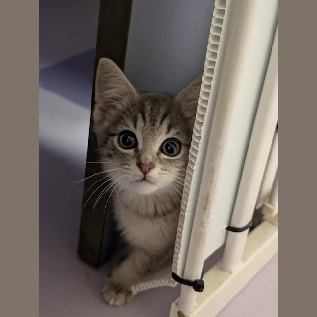 Photo of Joker **2nd Chance Cat Rescue**