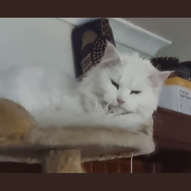 Photo of Isla