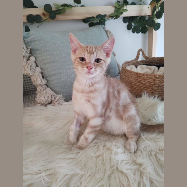 Photo of Raphael