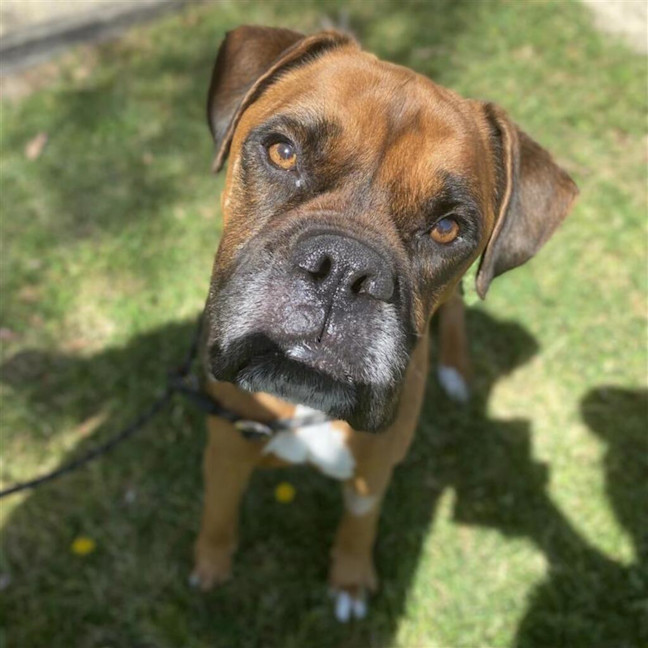 Photo of Brownie