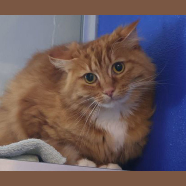 Photo of Ember