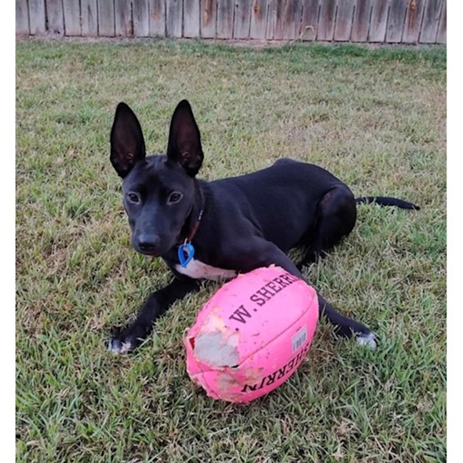 Photo of Loretta *$350 Adoption Fee*