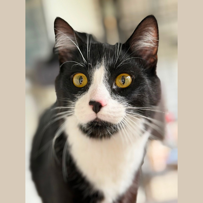 Photo of Gideon