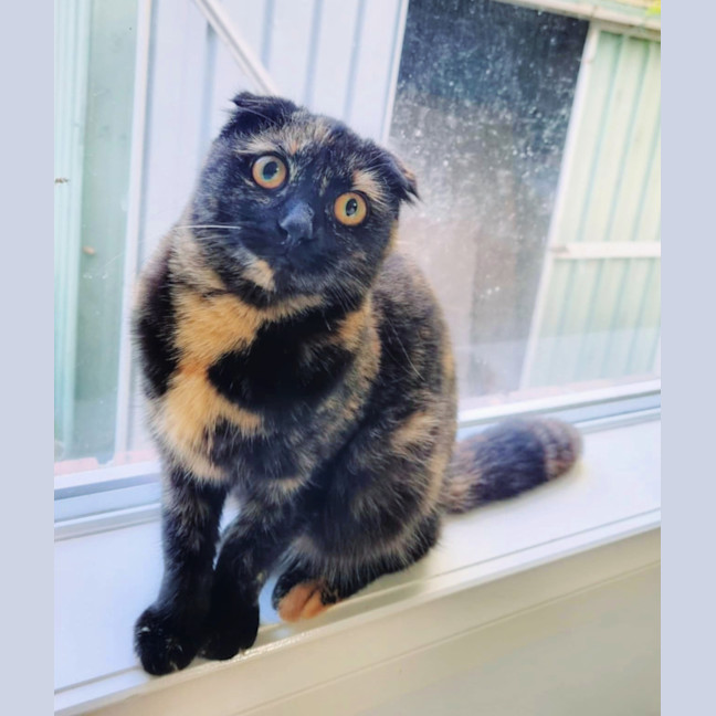 Photo of 🍹Paloma🍹