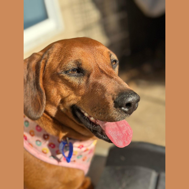 Photo of Nelly 🌼  18 Month Old Dachshund X