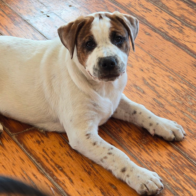 Photo of Beanie Baby