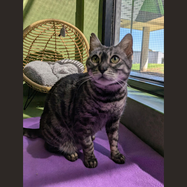 Photo of Duchess Fluffington