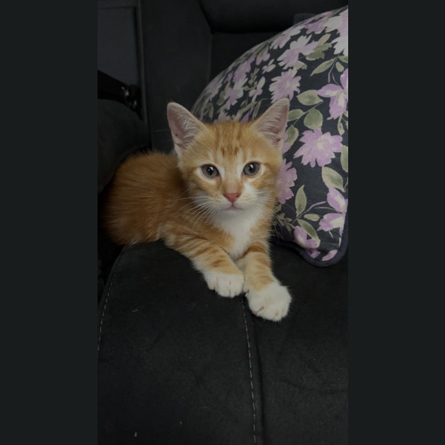 Photo of Merlot