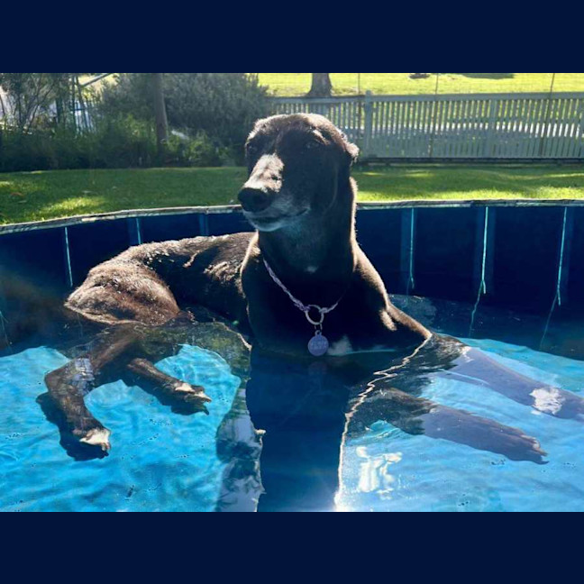 Photo of Sakura, The Greyound