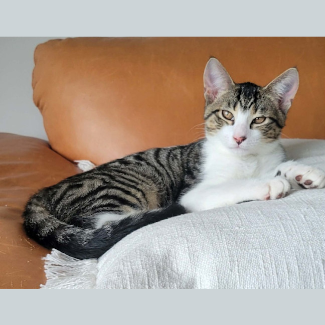Photo of Mambo & Bolero   In Foster Care In Coburg
