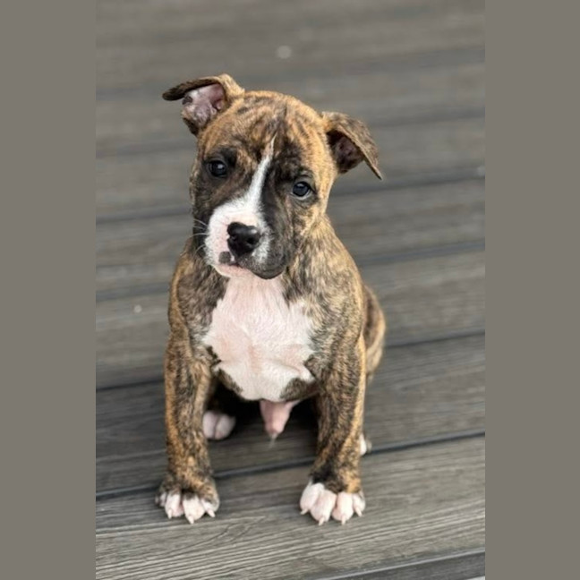 Photo of King Of Hearts 