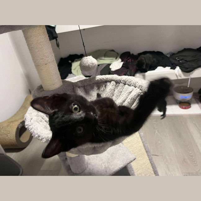 Photo of Mowgli