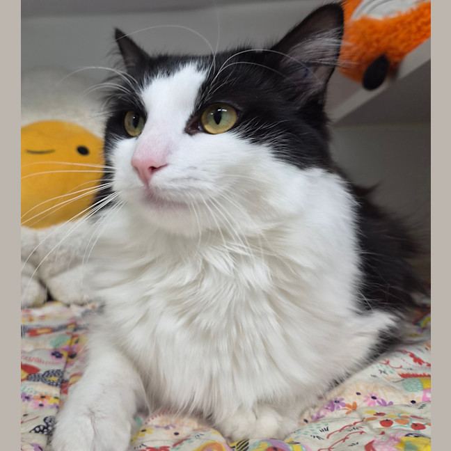 Photo of Bandit 