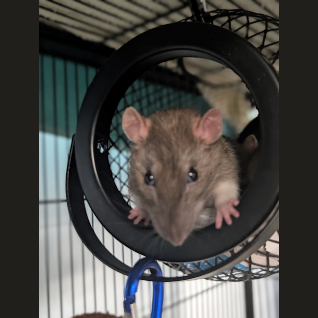 Photo of Ratticus 