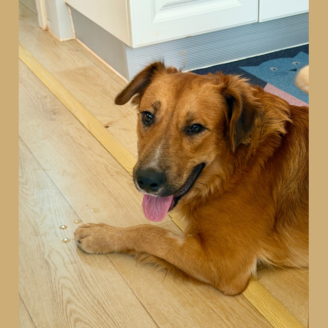 Photo of Krypto