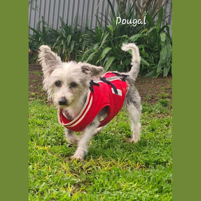 Photo of Dougal