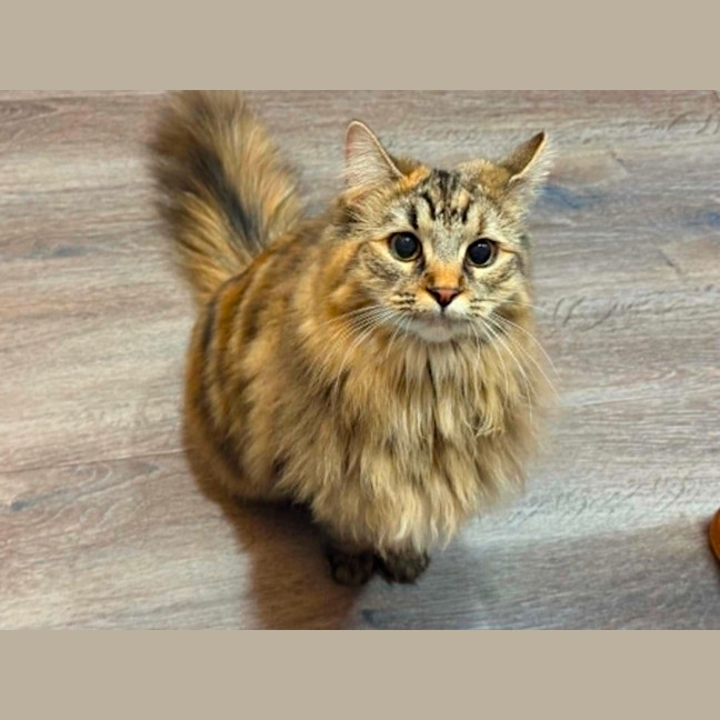 Photo of Missy ** 2nd Chance Cat Rescue **