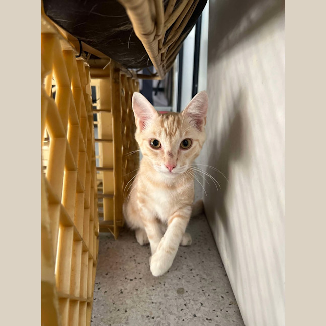 Photo of Fettucine