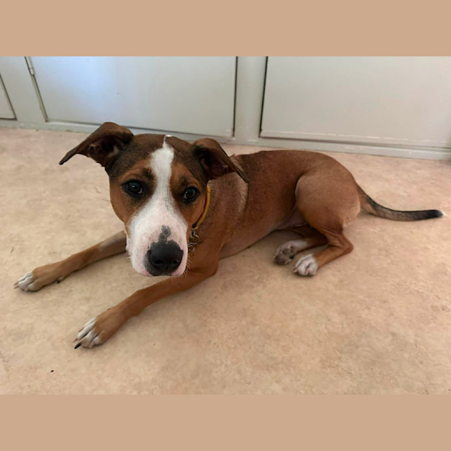 Photo of Honey