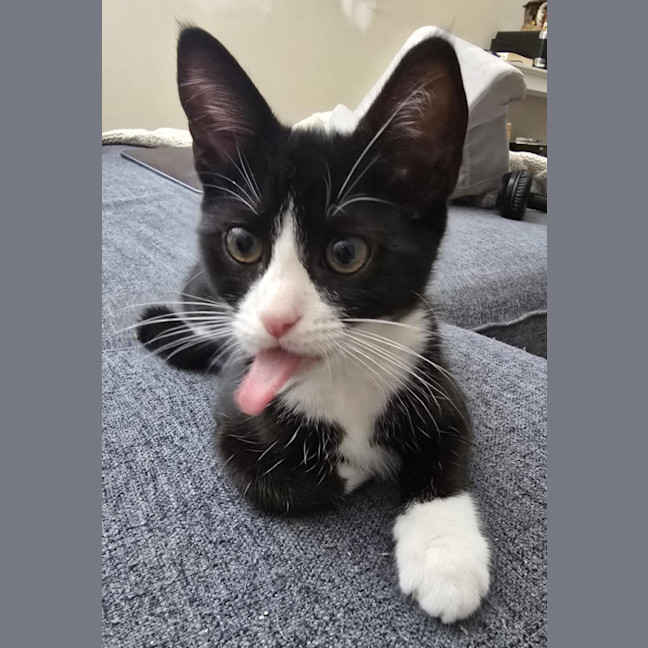 Photo of Gisele   5 Month Old Domestic Short Hair