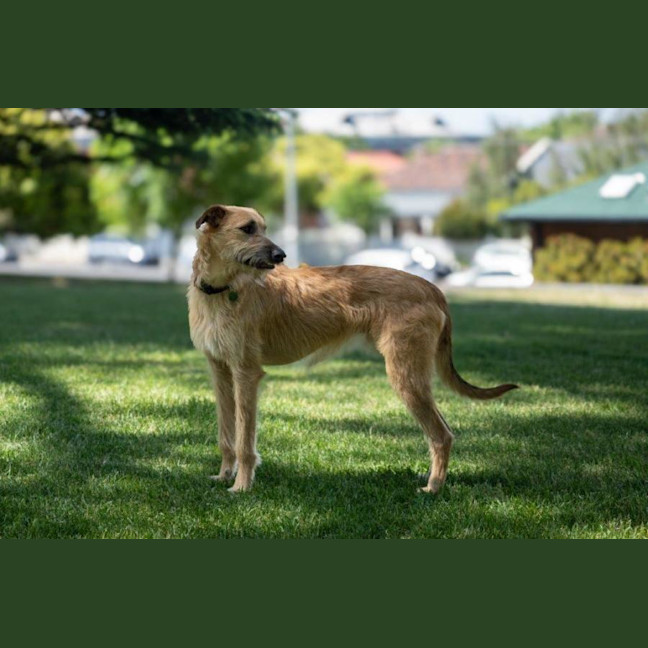 Photo of Rocky Gainsborough