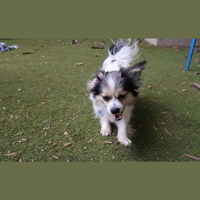 Photo of Pepper