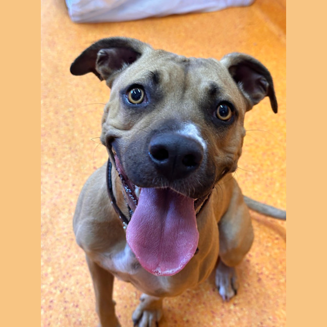 Photo of Bailina Pawsley (Bailey)