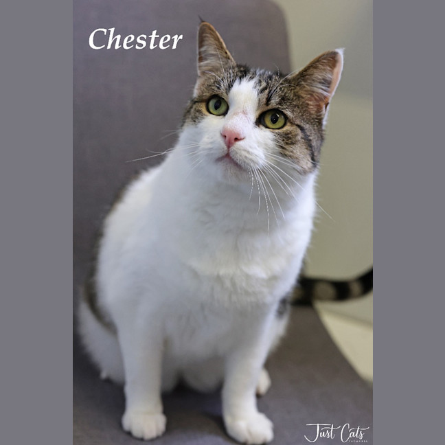 Photo of Chester