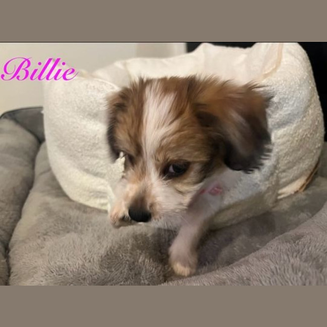 Photo of Billie