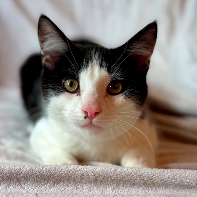 Photo of Sonny   In Foster Care In Templestowe