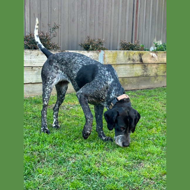 Photo of Koda