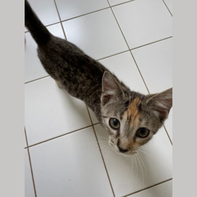 Photo of Hera   Ringworm Special $49