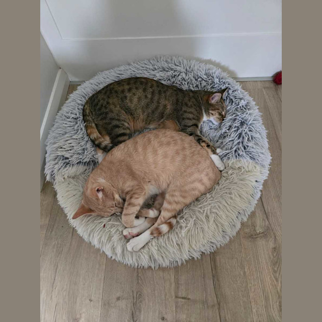 Photo of Ginger & Lily