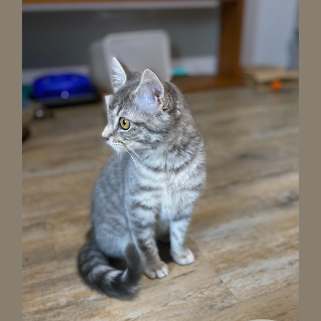 Photo of Dango